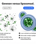 Liposomaal PEA: Gewoon versus liposomaal
