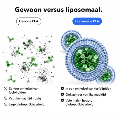 Liposomaal PEA: Gewoon versus liposomaal