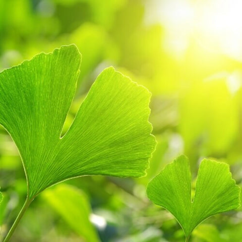 Bio Ginkgo Biloba